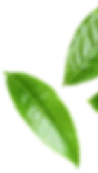 Oilive oil premium salad ingredients Kerala