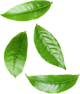 ingredients shape premium salad ingredients Kerala